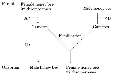 The cytological observations made in a number of insects led to the